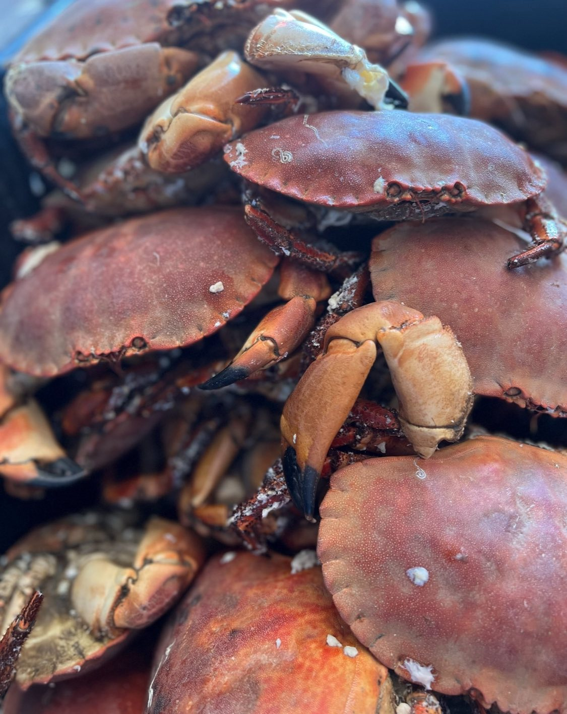 Ferske norske taskekrabber klare til servering – lokal delikatesse fra Ringdalsfjorden på Sjøbua i Sponvika nær Halden